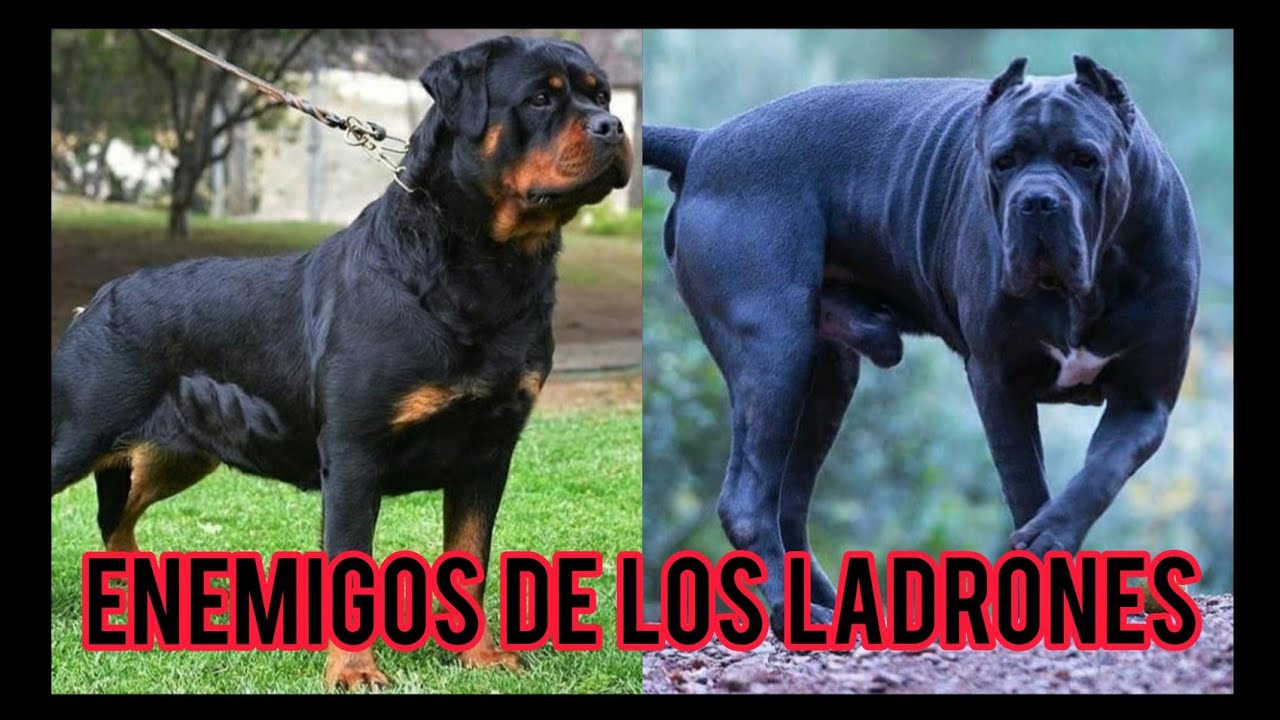 Mejores perros para la guardia y proteccion