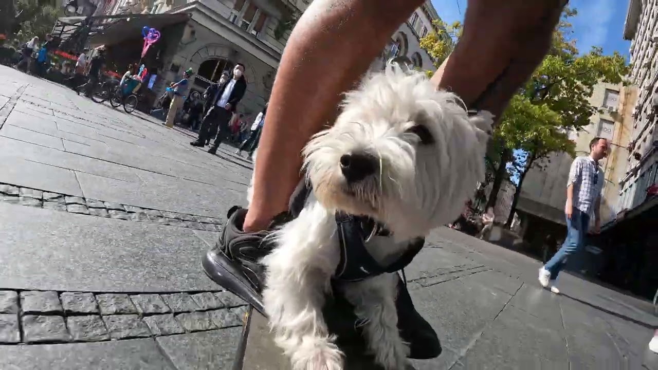 Small dog driving electric scooter alone(unbelievable)