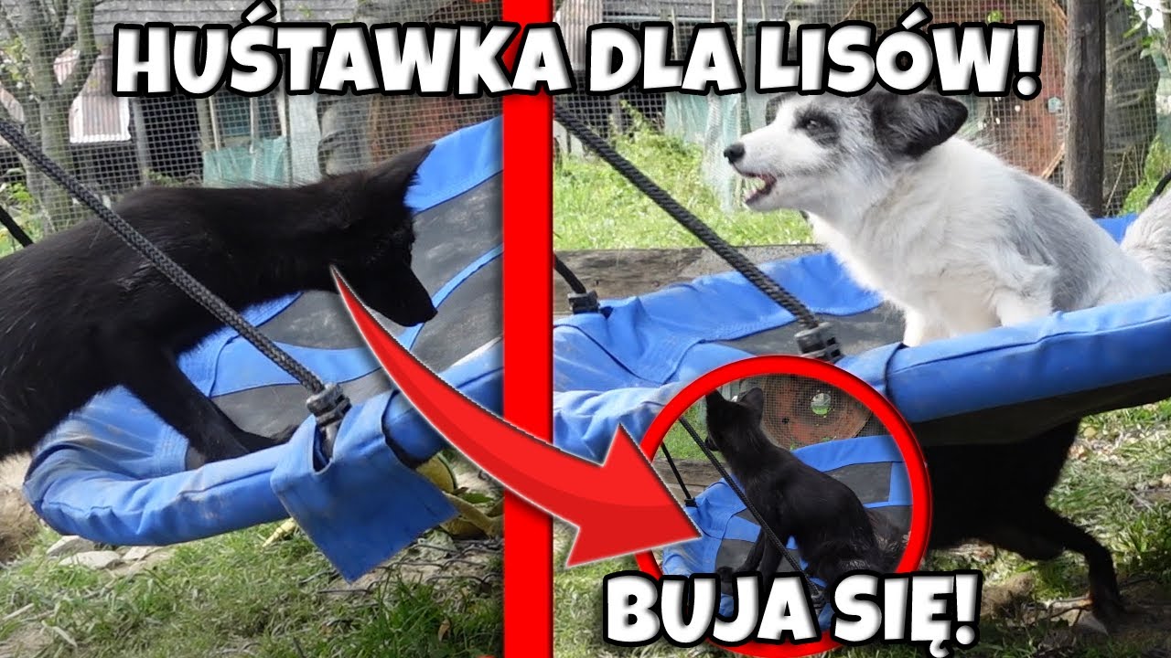 KUPIŁEM LISOM HUŚTAWKĘ! *huśtają się*!