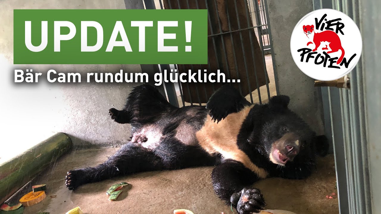 Ehemaliger Gallebär Cam geniesst das Leben | VIER PFOTEN