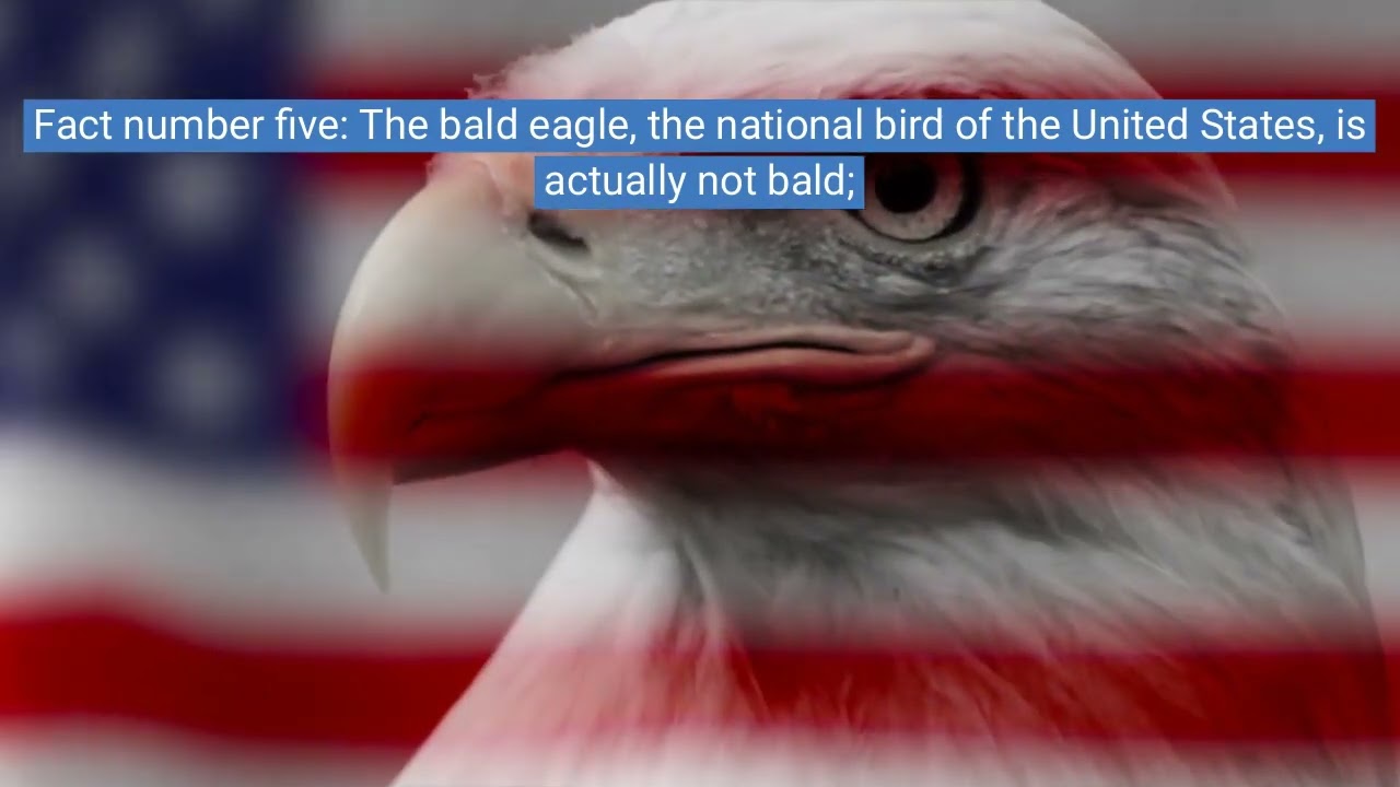 Amazing Eagle Facts