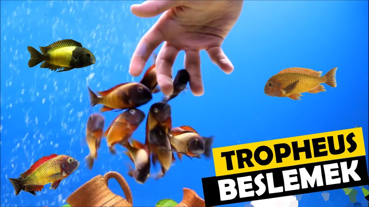 TROPHEUS AKVARYUM BALIĞI BESLEMEK