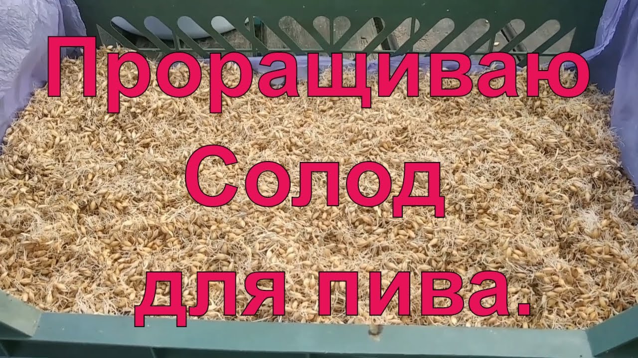 Проращивание солода. Варим пиво. Подготовительный этап 2