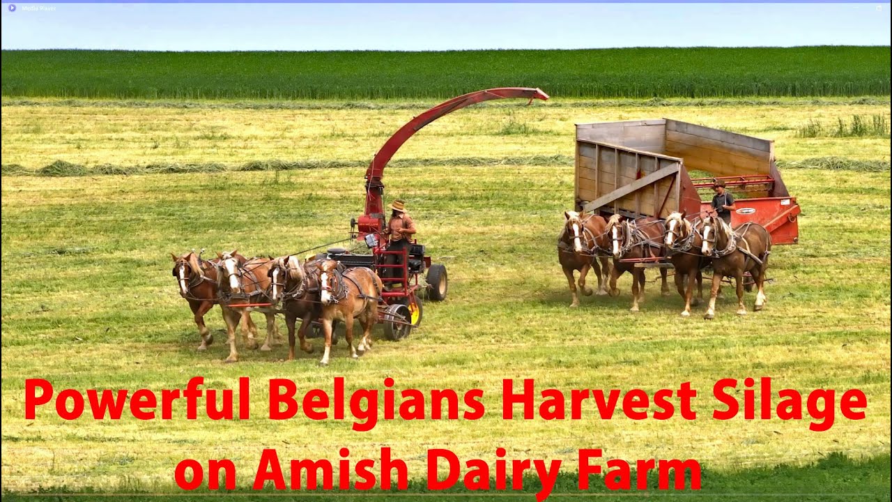 Eight MASSIVE BELGIAN HORSES  Working on Amish Dairy Farm in Lancaster County, Pennsylvania