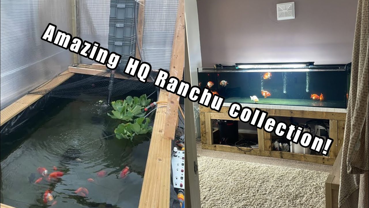 Lucky’s Ranchu setup tour! HUGE Amazing Ranchu collection!