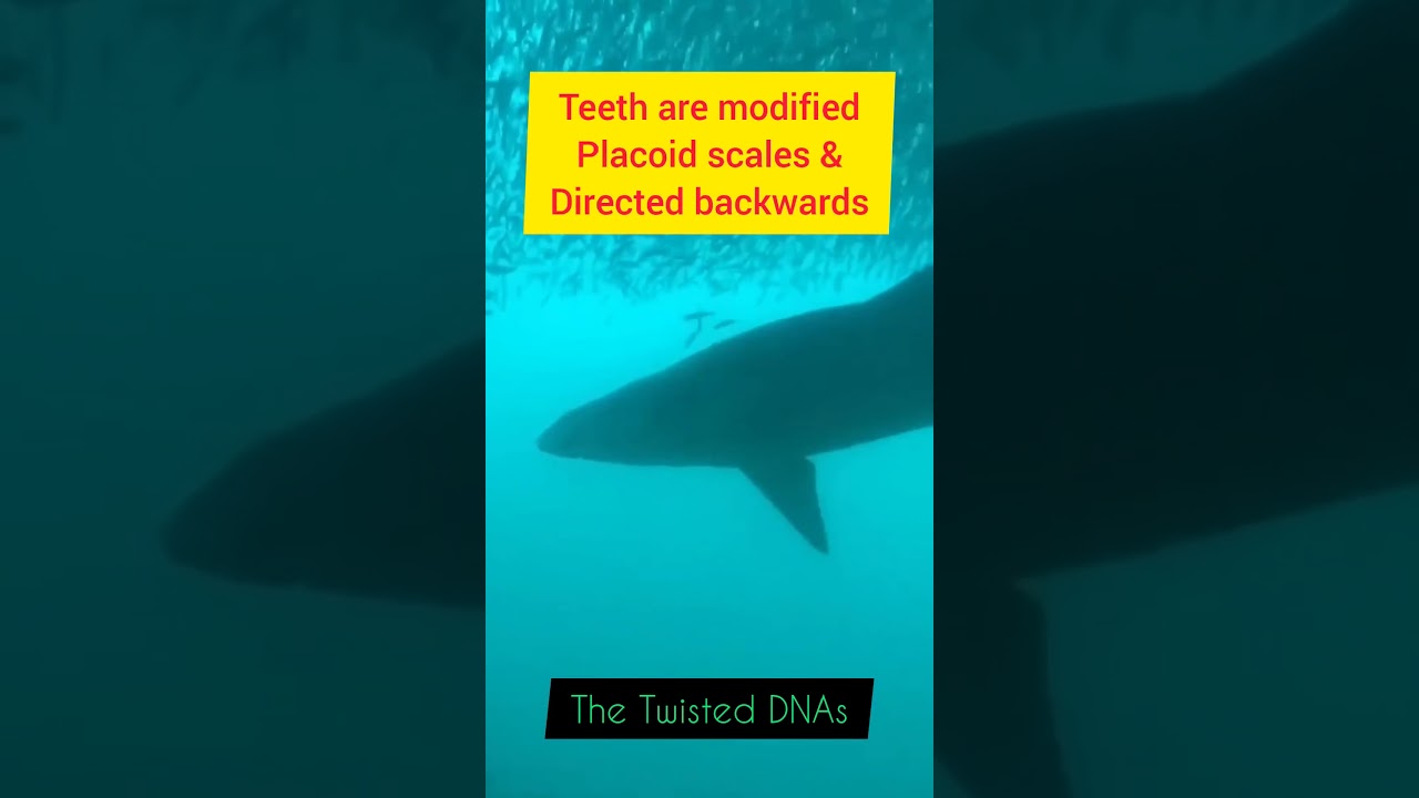 Class Chondrichthyes in 1 Minute | Animal Kingdom | VIMAL PRATAP #sharks #ytshorts #neet2025