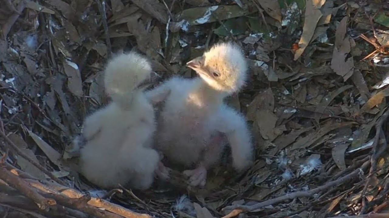 Small eaglet tries to bully Big eaglet | Sea-EagleCAM | Aug 24, 2025