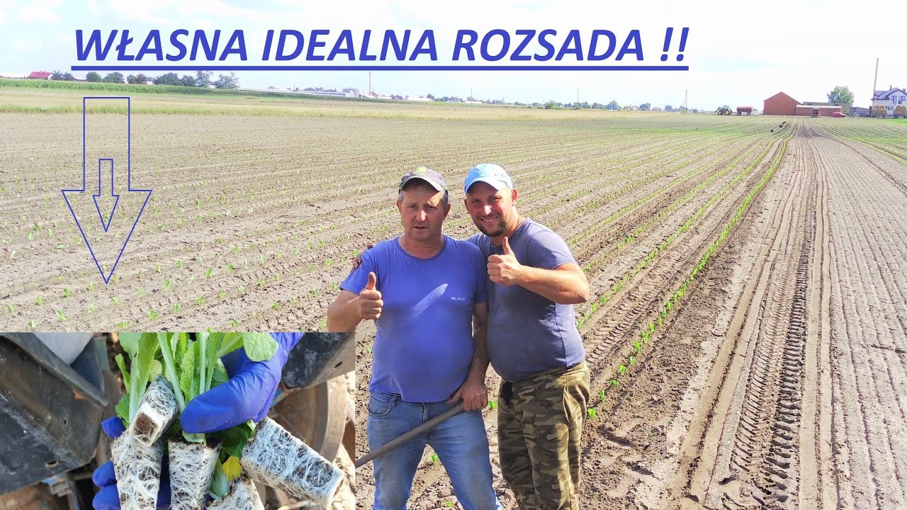 DROGO/GORĄCO/ZAKUPY 2022 - Sadzarka FERRARI 4 Rzędowa - Ursus C360 3p - 100tyś Bilko - AgroBracia !!