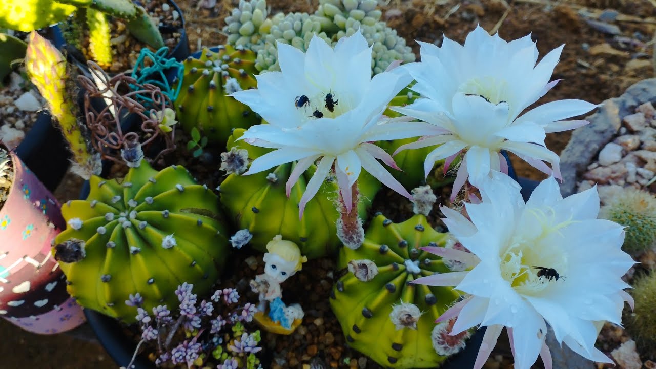 Troquei de lugar os cactos e suculentas, flores do dia 