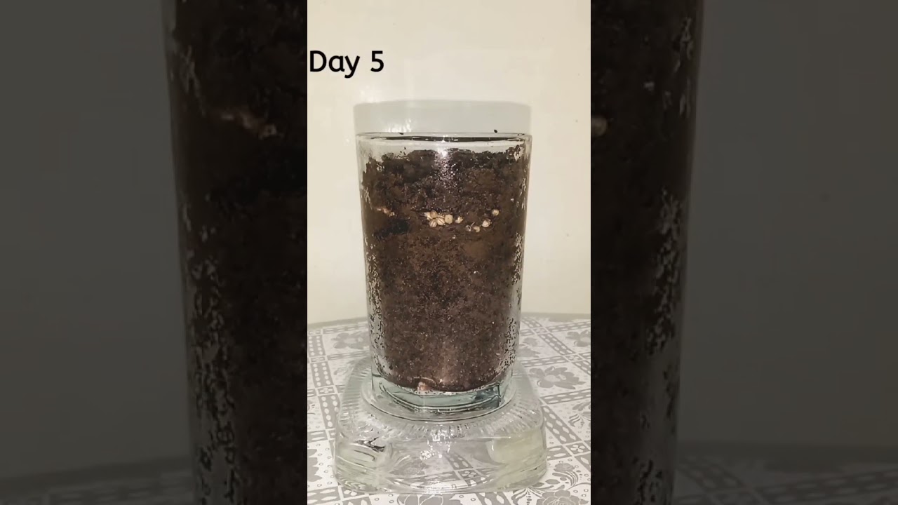 Growing coriander time-lapse