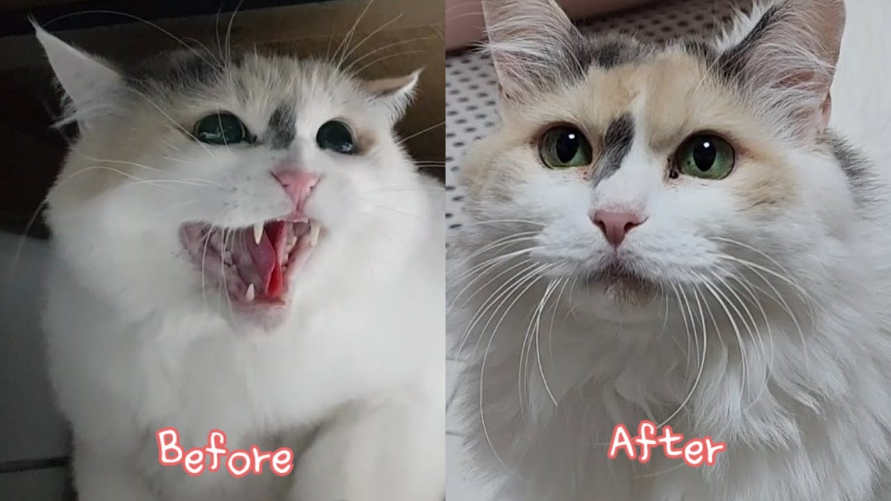 마음의 문을 닫았던 고양이의 Before & After