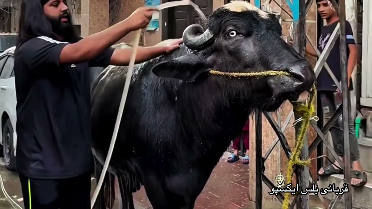 25 Saal Ka Sabse Bara Qurbani Ka Janwar | Biggest Qurbani Animal 2025