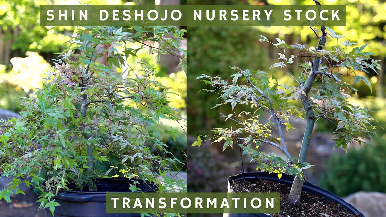Turning Shin Deshojo Japanese Maple Nursery Stock into Bonsai!