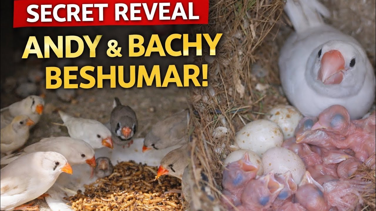 Secret Breeding Food Revealed 😱 | Mealworm Benefits for Finches, Budgies & Java