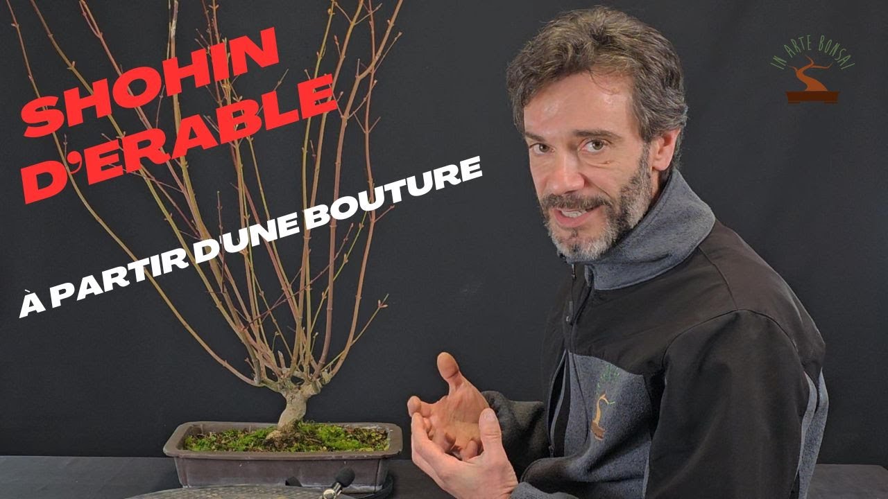 Comment construire un shohin d'érable palmatum à partir d'une bouture en quelques années seulement.