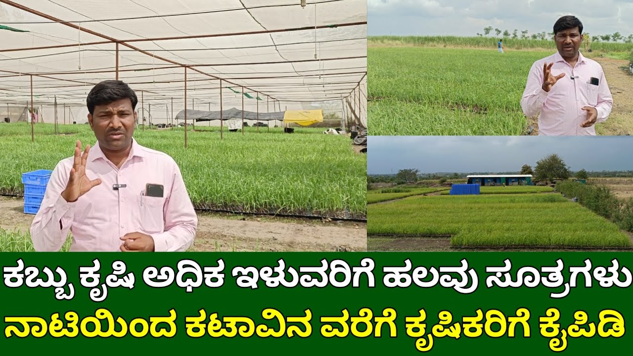 ಕಬ್ಬು ಕೃಷಿ ಅಧಿಕ ಇಳುವರಿಗೆ ಹಲವು ಸೂತ್ರ | high yield in sugarcane | sugarcane farming guide in kannada