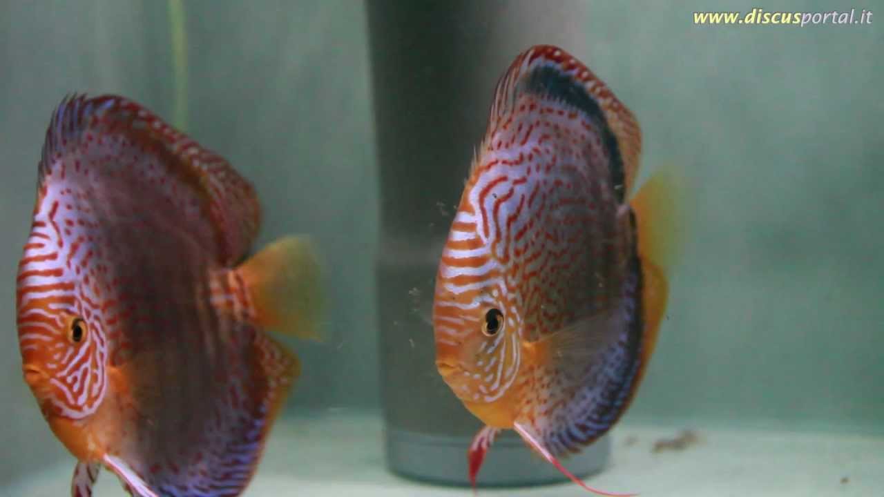 Discus reproduction