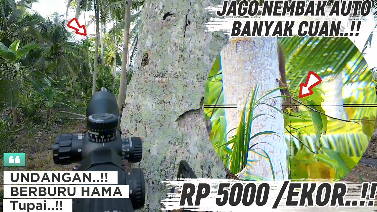 BERBURU HAMA‼️ JAGO NEMBAK BANYAK DAPAT UANG...