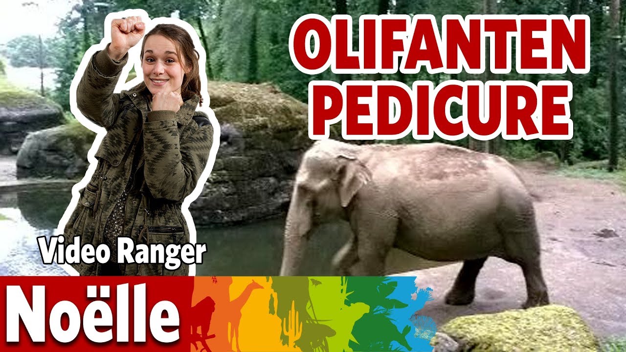 Hoe verzorg je enorme olifanten?