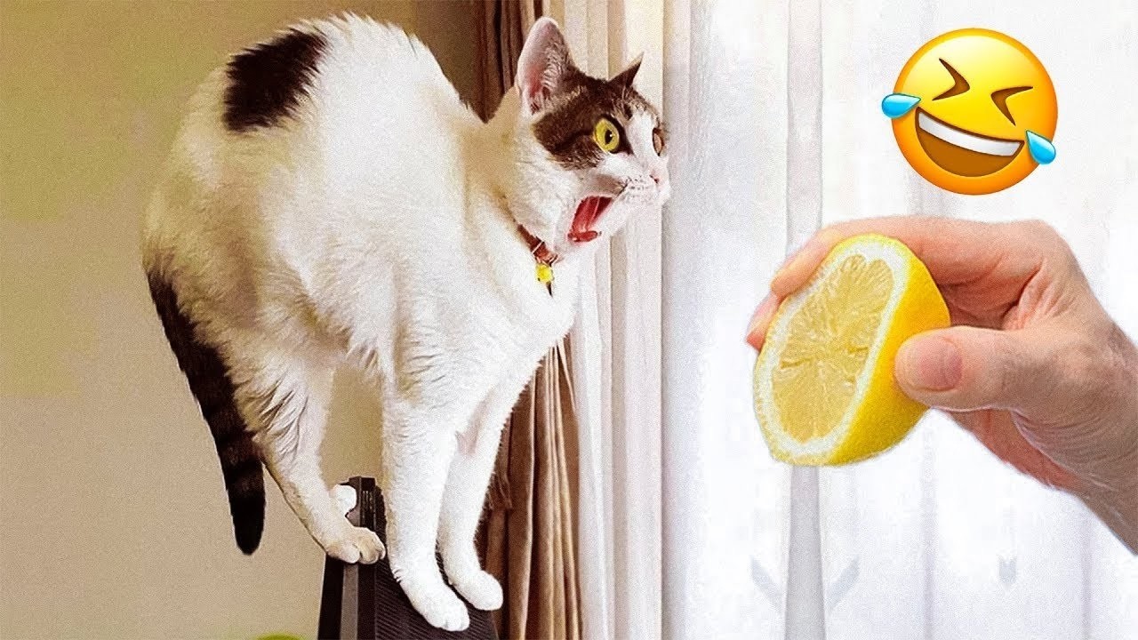Funniest Dogs and Cats Videos 2026🐶😼Try Not To Laugh Impossible😜