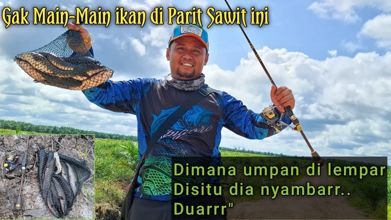 FULL STRIKE IKAN GABUS PARIT SAWITAN KALIMANTAN ‼️🔥