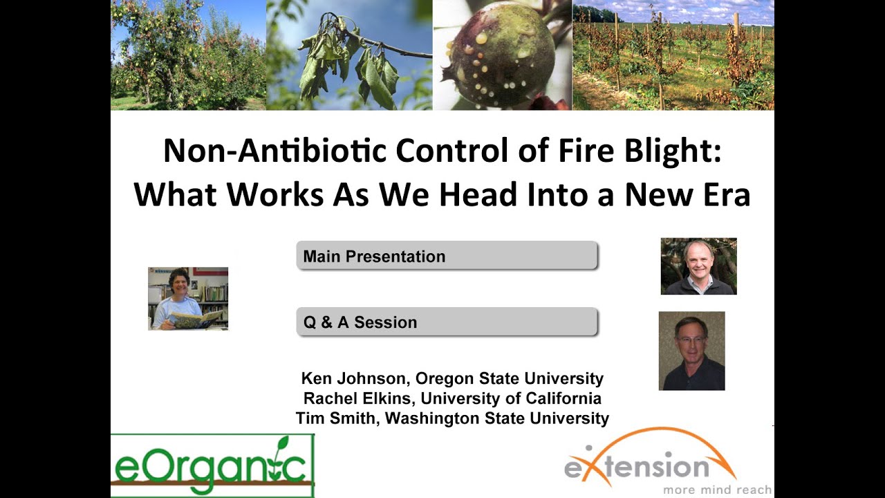 Non-antibiotic Control of Fire Blight: What Works As We Head Into a New Era