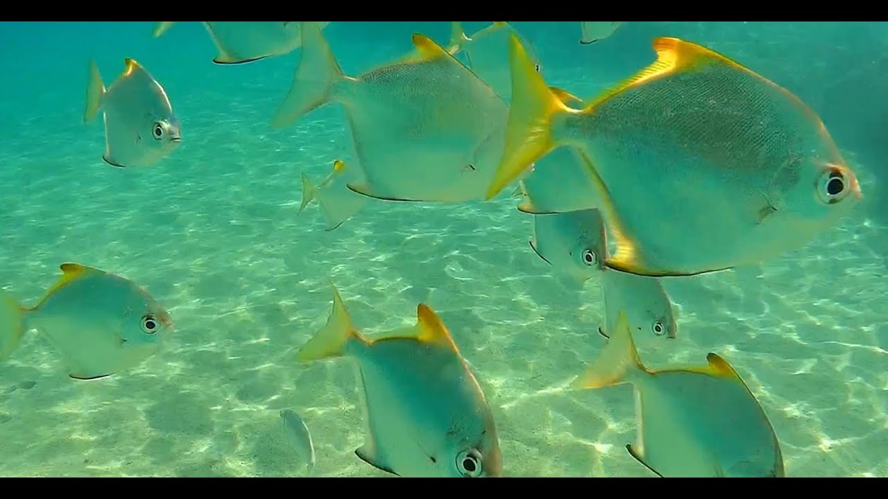 SNORKELLING EGIPT BRAYKA BAY 2026
