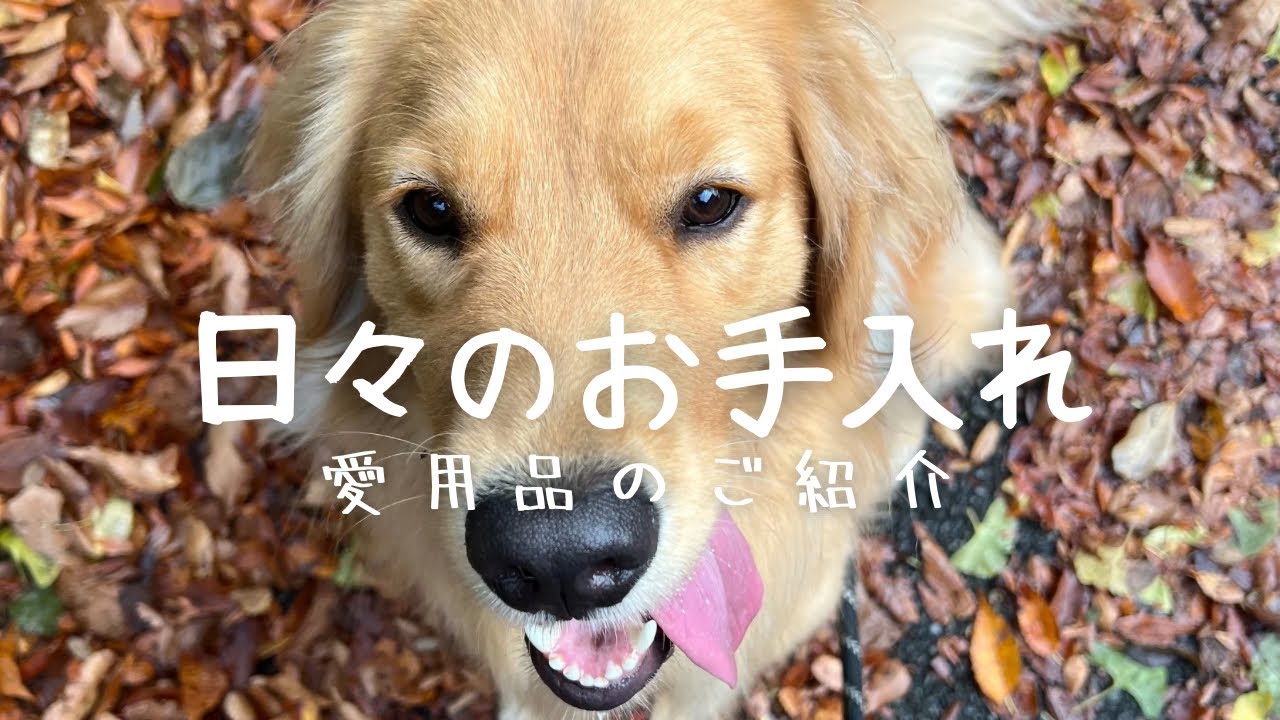 【毛並みケア】パピー期からの愛用品・新入りの使えるグッズご紹介🐾【ブラッシング】【大型犬シャンプー】