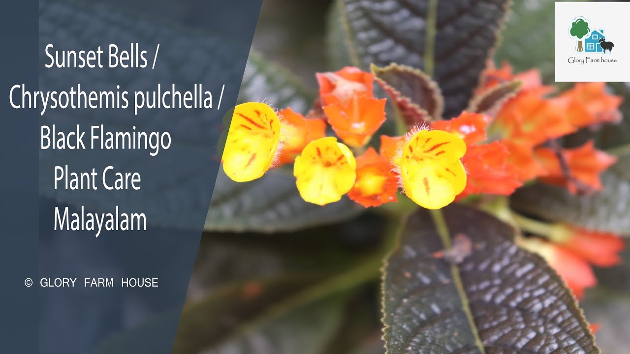 Sunset Bells / Black Flamingo / Chrysothemis pulchella Plant Care in Malayalam