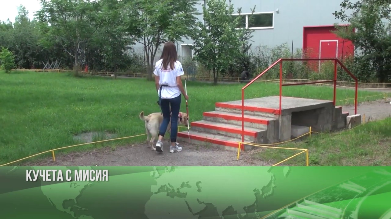 Кучета с мисия