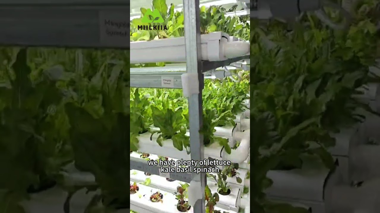 Black & White Hydroponic Channels System Successfully Installed