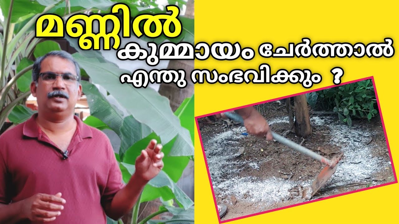 കുമ്മായം മണ്ണിൽ ചേർത്താൽ സൂക്ഷ്മജീവികൾ നശിക്കിലെ| How to change your Soil PH