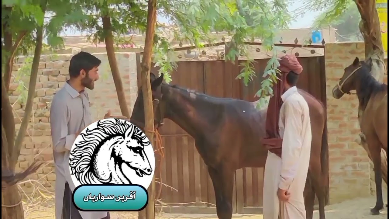Horse Grooming Hair clipping 