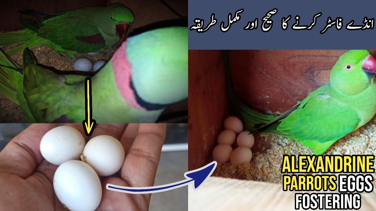 Raw k eggs Ringneck k neechy foster krdiyay | Raw Parrot eggs fostering