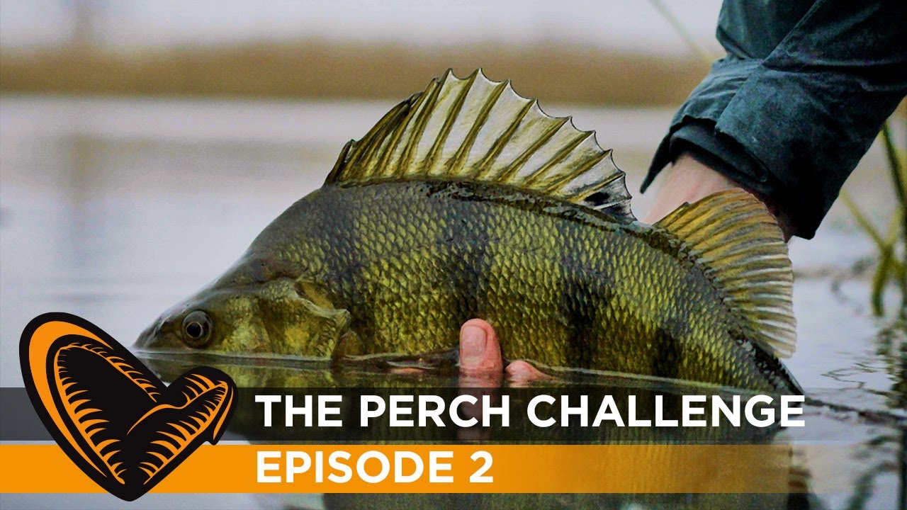 The Perch Challenge - Episode 2 - Lures & Techniques