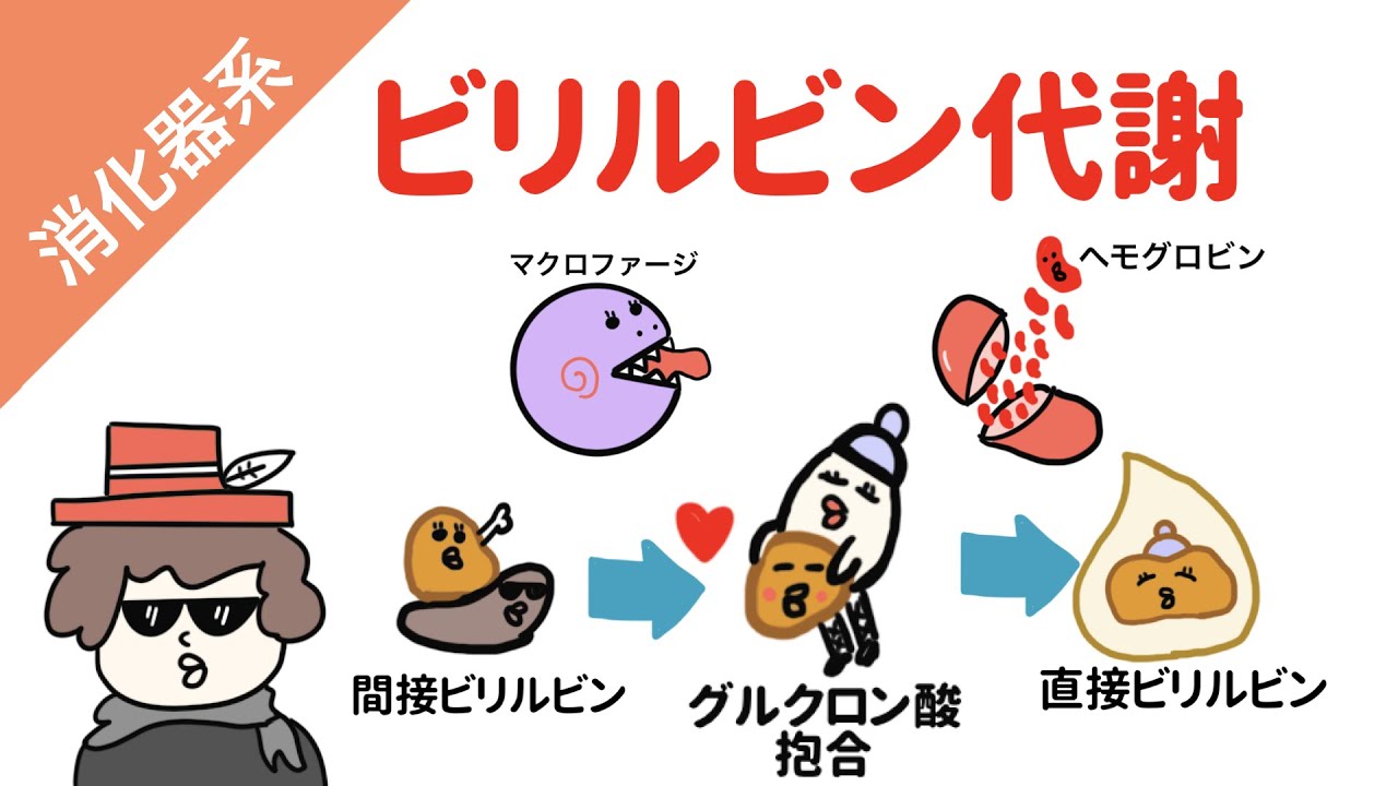 ビリルビン代謝と腸肝循環
