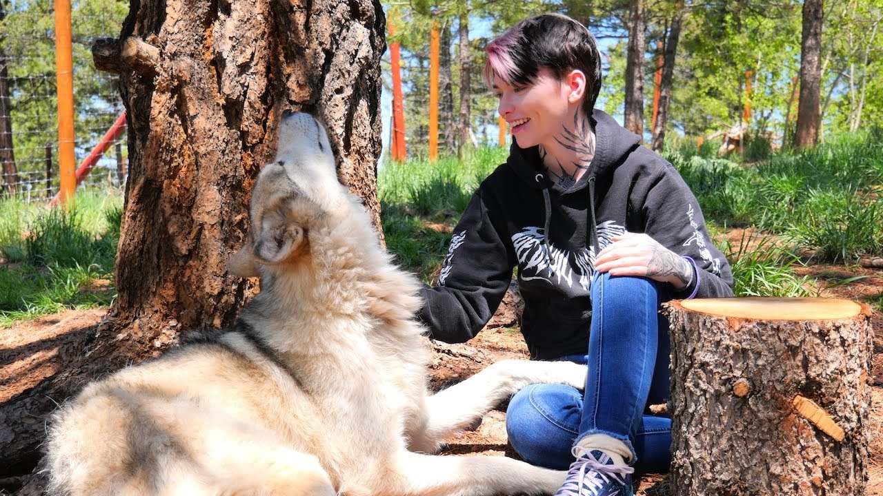 I Met Real Wolfdogs at A Sanctuary! - *Colorado Wolf & Wildlife Center* - Christena Reckless