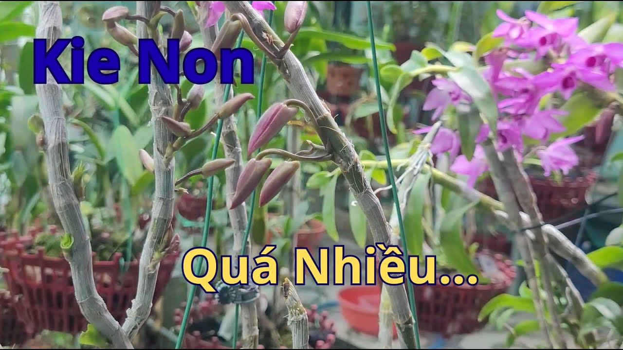 Kích Hoa Phi Điệp Nhưng Ra Kie Con Trên Thân : Những Điều Cần Tránh