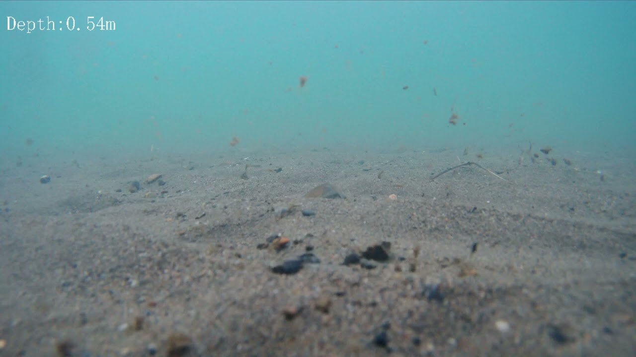 2026/2 琵琶湖高島水中映像