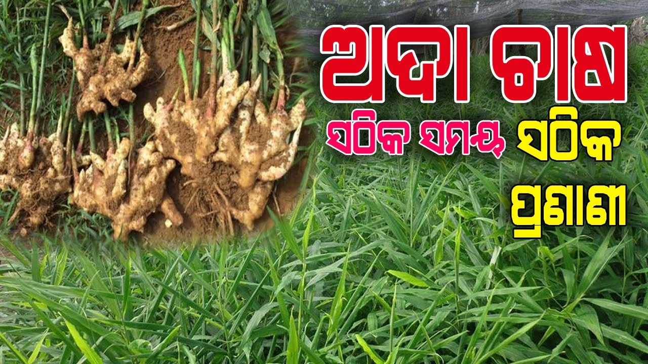 ଅଦା ଚାଷ ଆରମ୍ଭ କରିବାର ସଠିକ ସମୟ, ସଠିକ ପଦ୍ଧତି , ଅଧିକ ରୋଜଗାର  ( How to start Ginger Farming in Odisha ).