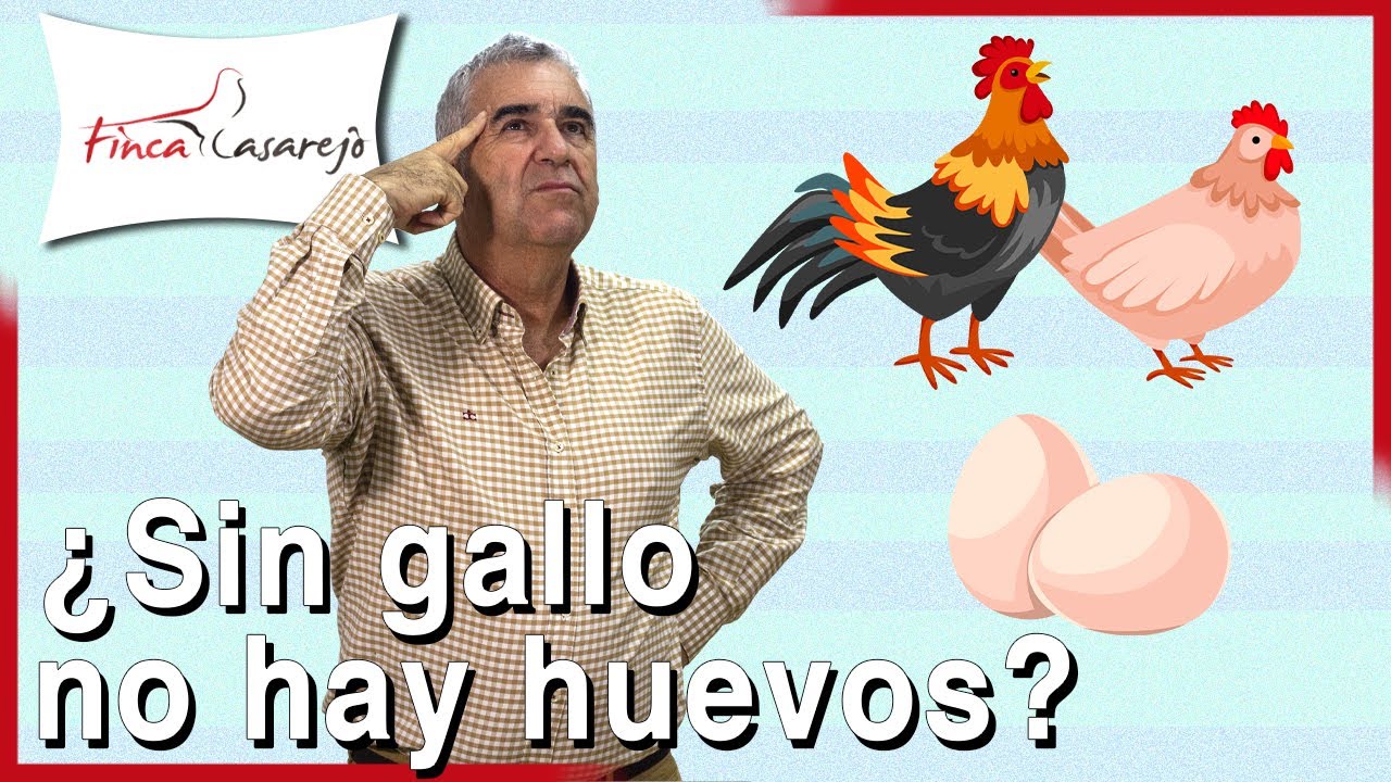 ¿Necesitan las GALLINAS al GALLO para poner HUEVOS? 🐣