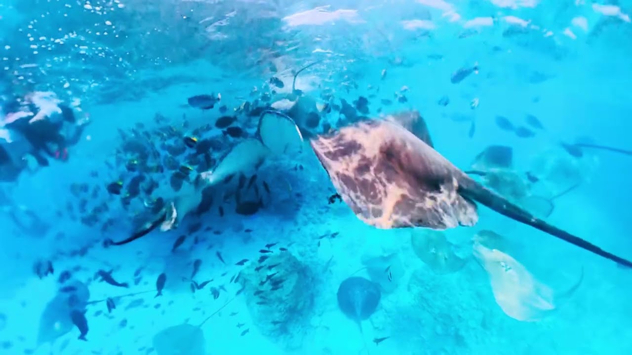 Swimming With a Giant Ray | Underwater Magic 