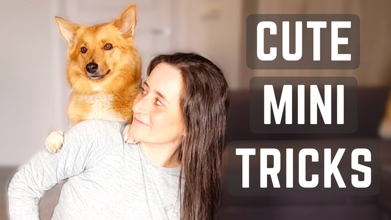 9 CUTE MINI TRICKS with Icelandic Sheepdog Sara (Trick Dog Training)