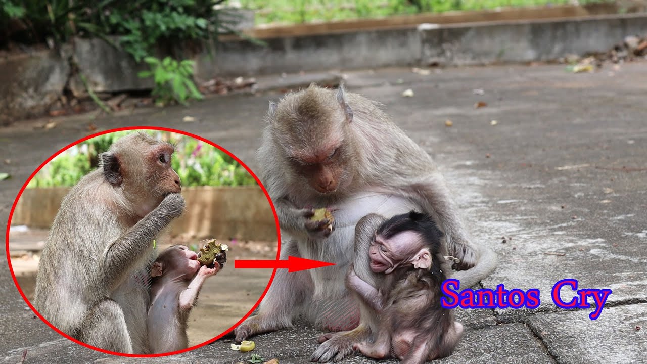 Little Baby Monkey Santos Angry And Cry Because Her Mommy Sarah Do Not Give Fruit.