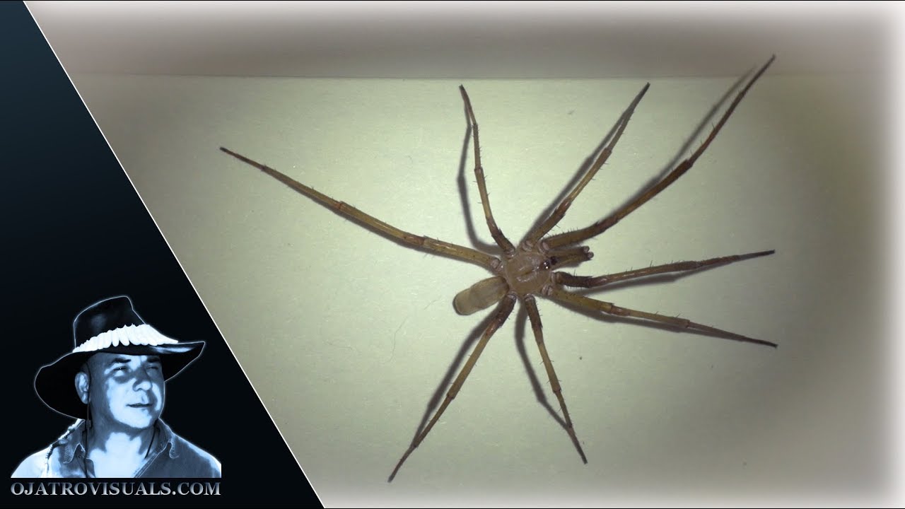 Brown Recluse Spider 01 Footage