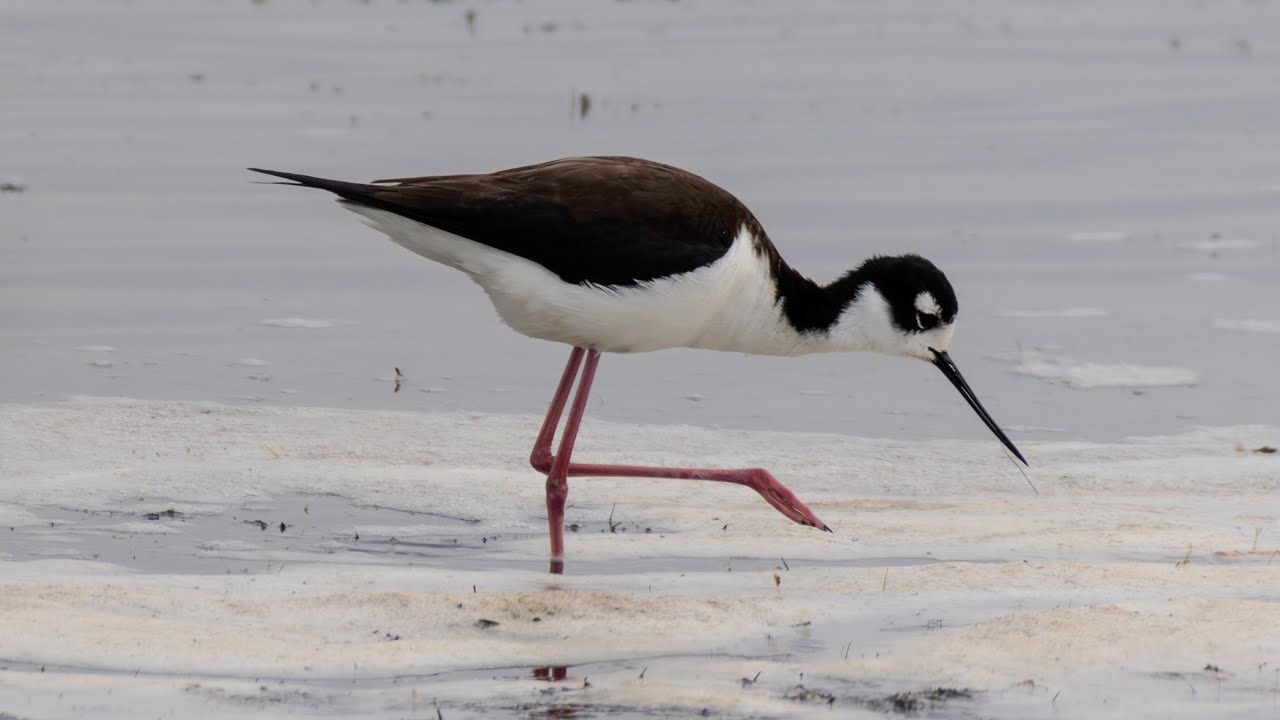 A Kitsim Reservoir Shorebird Party