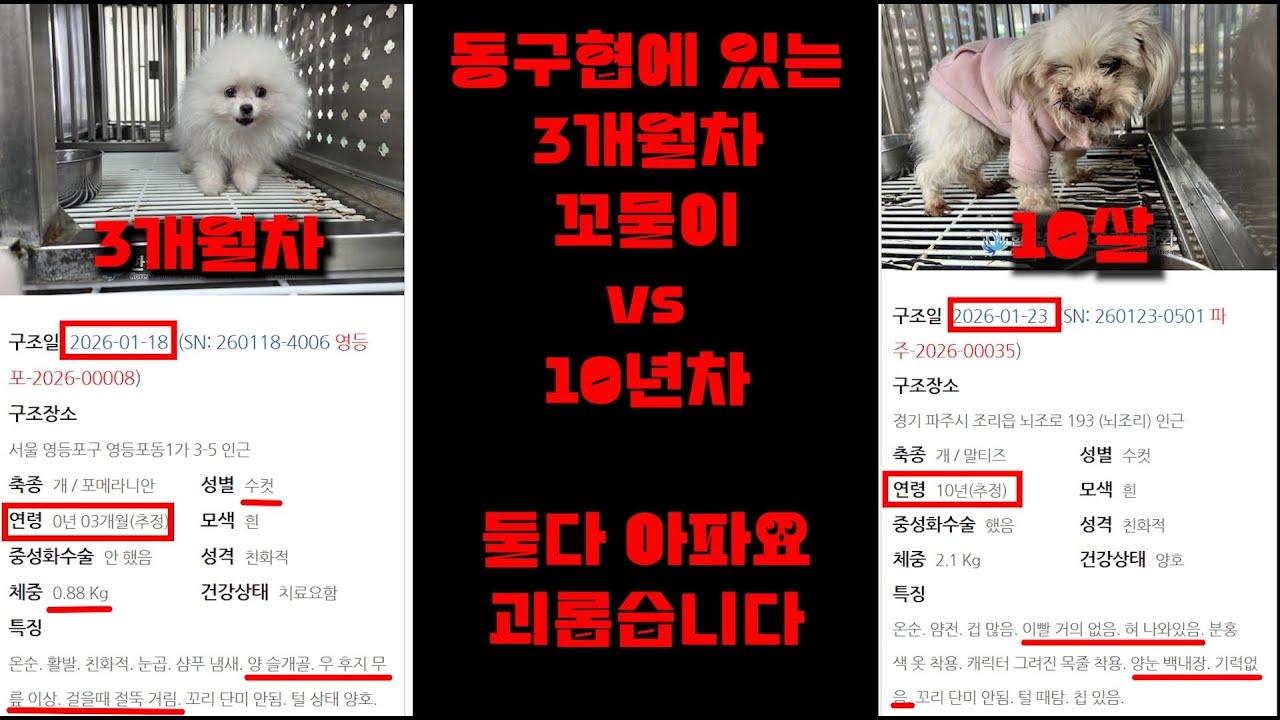 동구협에 있는 천사들..많이 아파요 괴롭습니다 / 26년 1월 24일 토요일 저녁 소통 라이브 방송