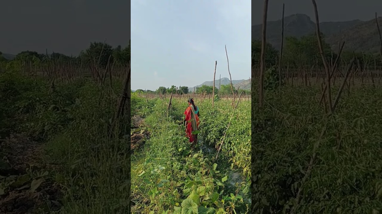 #Apfarmers🇮🇳🌾🧑🏻&zwj;🌾 #life #nature #flowers #village #andhra #tomatoes #recipe #love