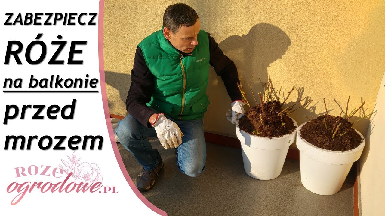 Róże na balkonie ZIMĄ. Zabezpieczanie RÓŻ przed mrozem.