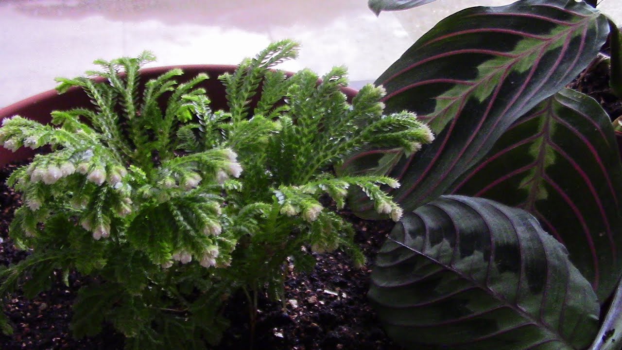 Выращивание селагинеллы.